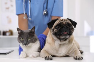 dog+cat teeth cleaning